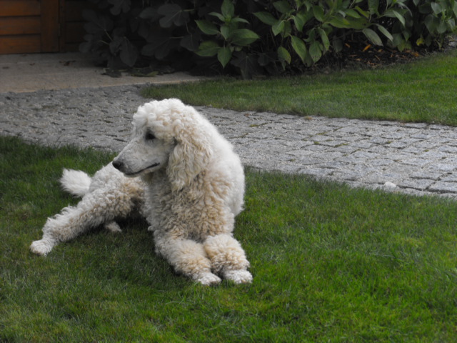 Goldendoodle Deckrüde