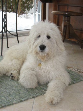 Goldendoodle