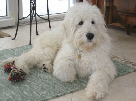 Goldendoodle