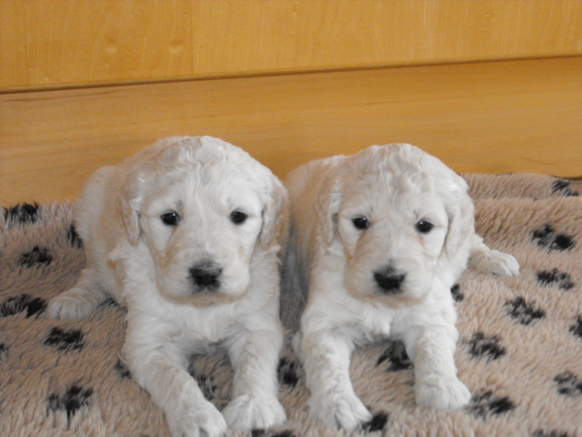 Goldendoodle