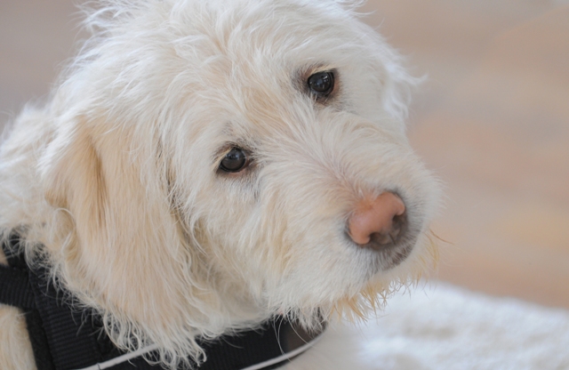 Goldendoodle