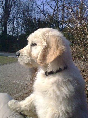 Goldendoodle