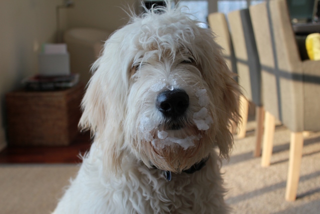 Goldendoodle