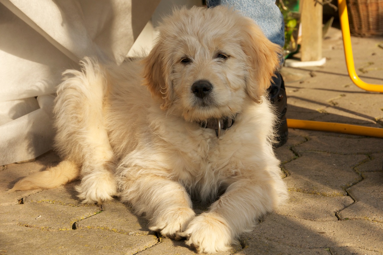 Goldendoodle