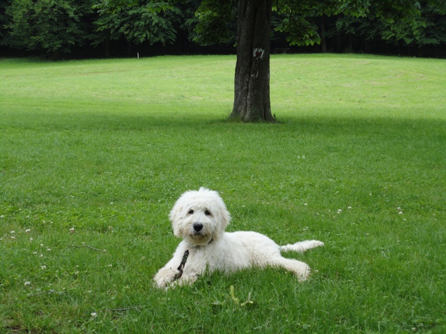 Goldendoodle