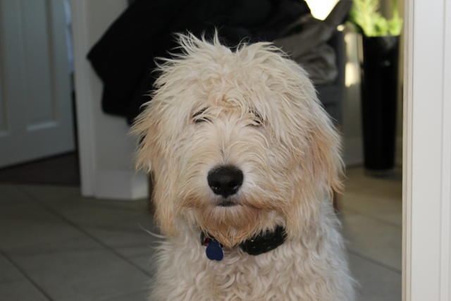 Goldendoodle