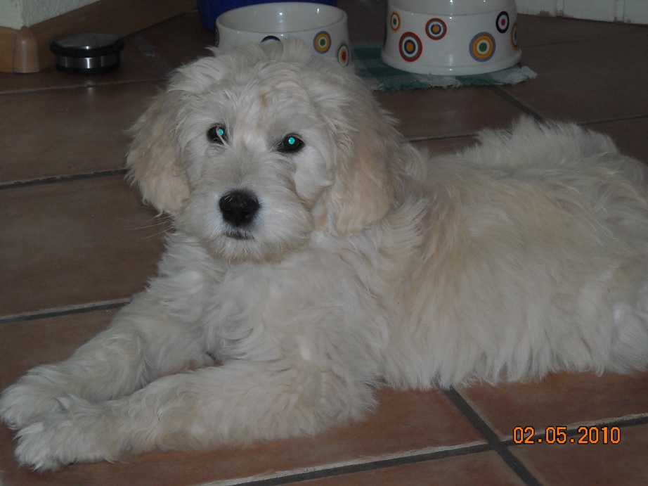 Goldendoodle