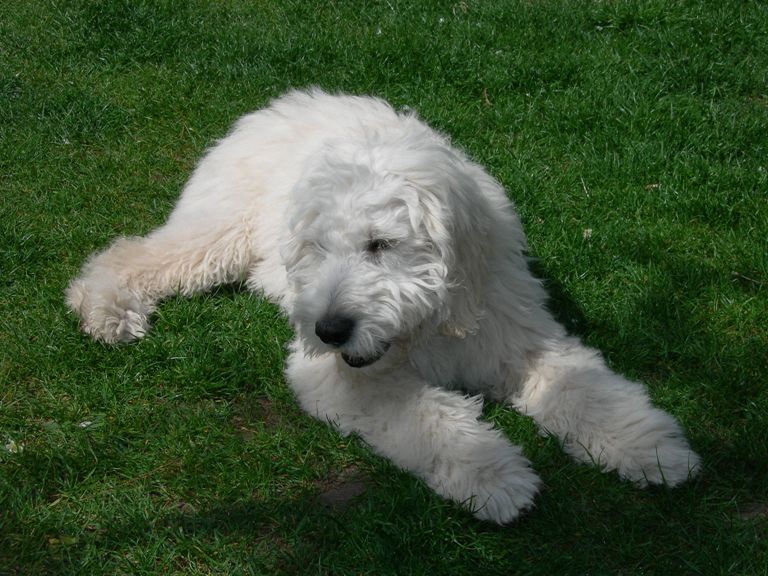 Goldendoodle