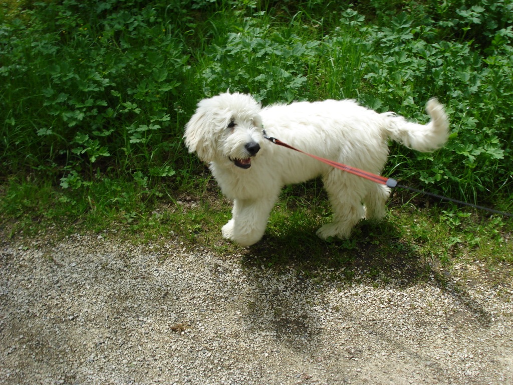 Goldendoodle