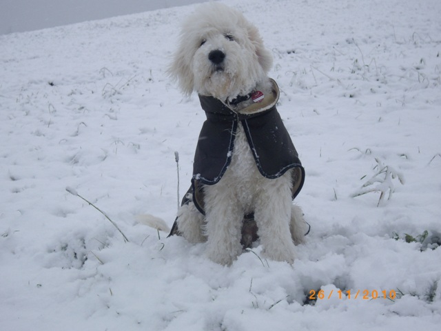 Goldendoodle