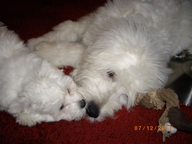 Goldendoodle