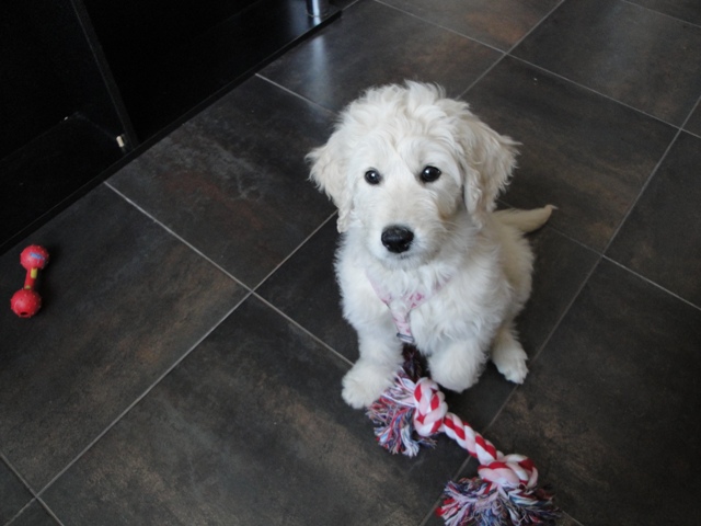 Goldendoodle