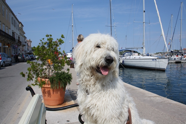 Goldendoodle